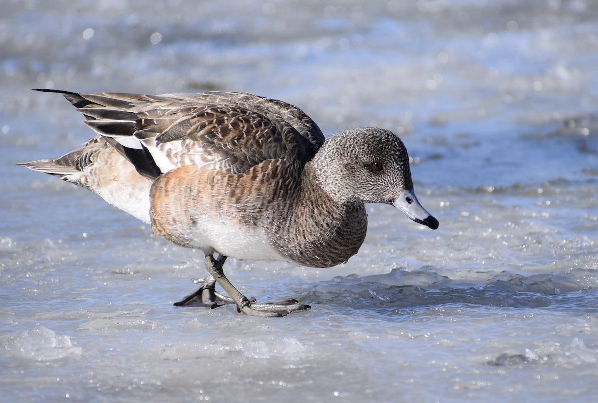 American Wigeon - ML631308397