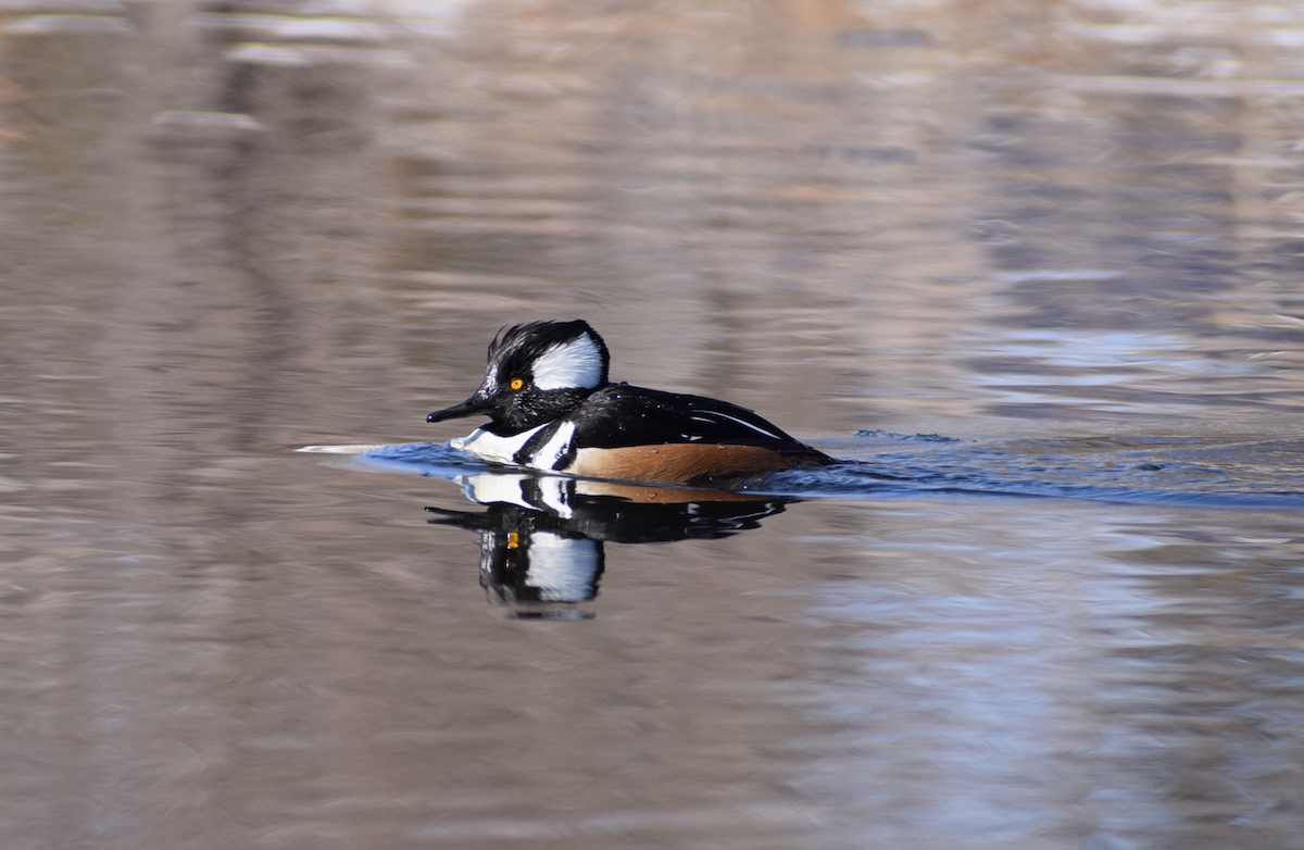 Hooded Merganser - ML631308414