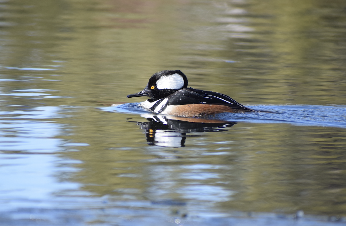 Hooded Merganser - ML631308419