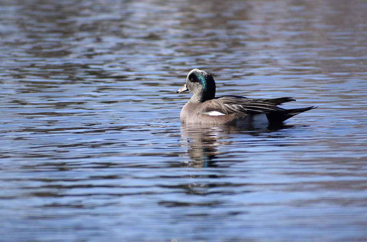 American Wigeon - ML631308427