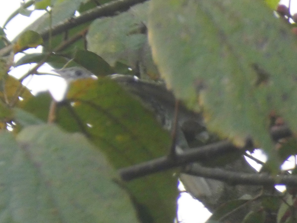 Spotted Greenbul - ML631308696