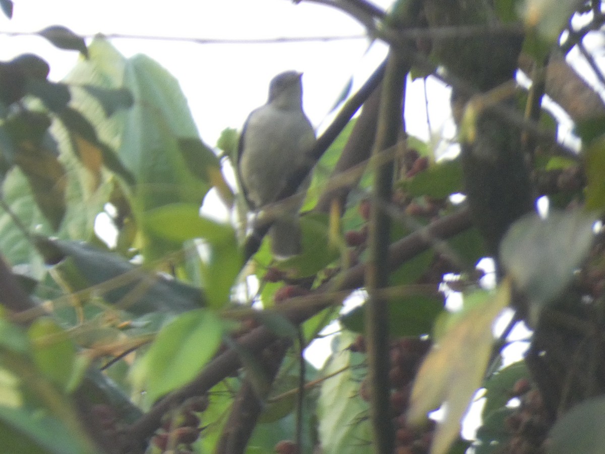 Spotted Greenbul - ML631308698