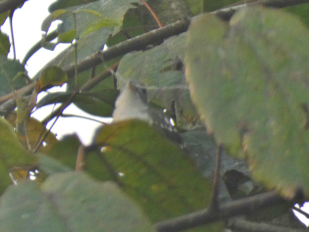 Spotted Greenbul - ML631308699