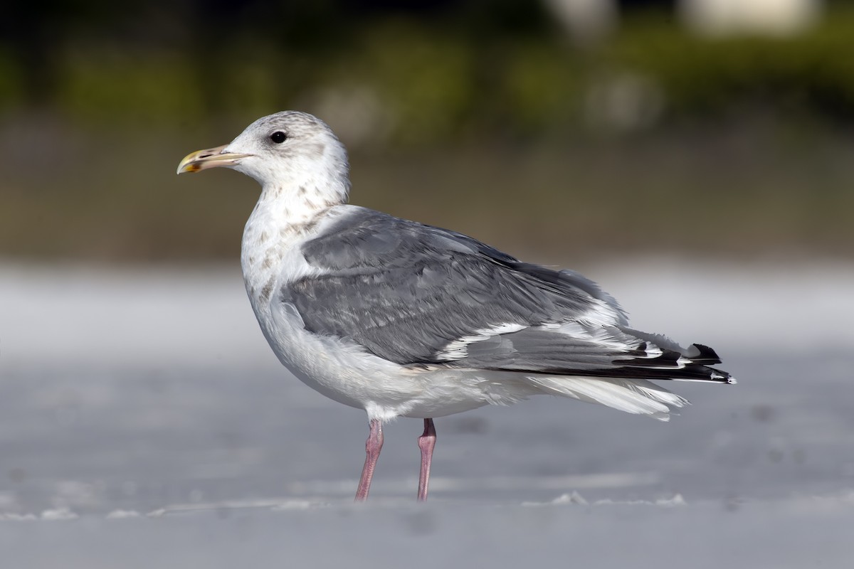 Iceland Gull - ML631308784