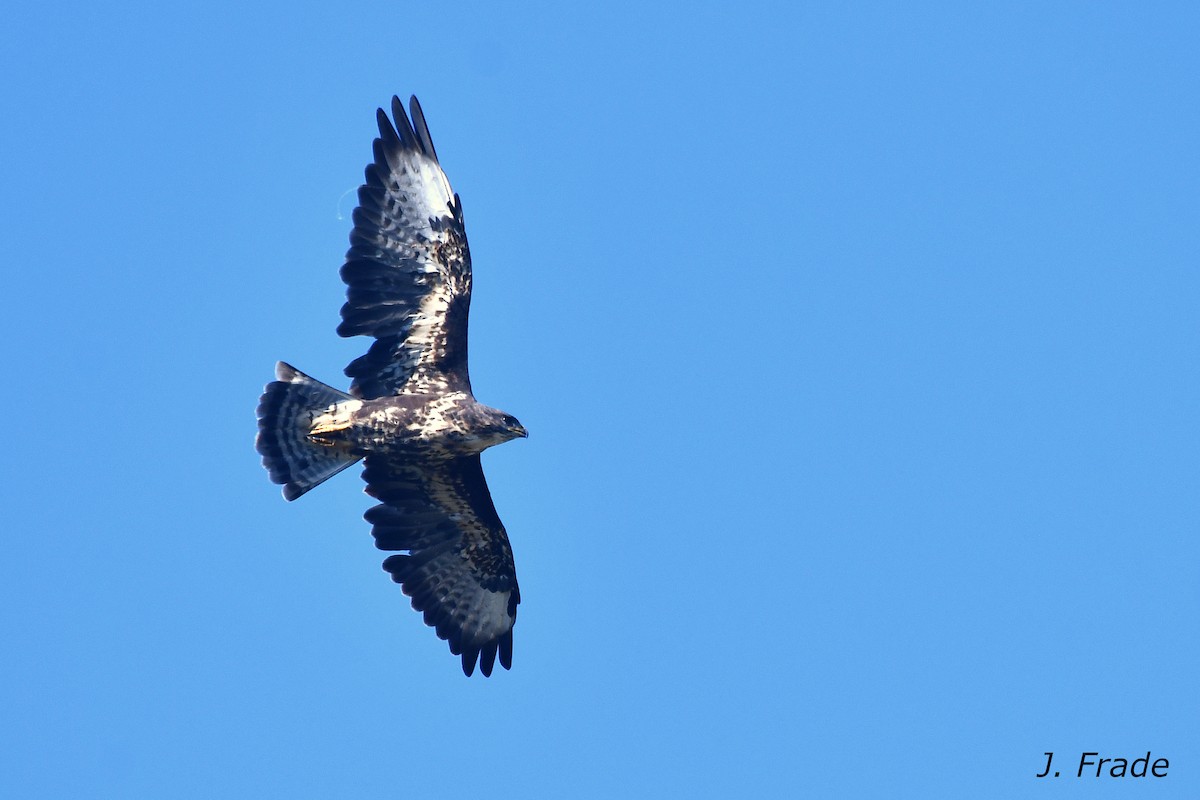 Buse variable (rothschildi) - ML631309095