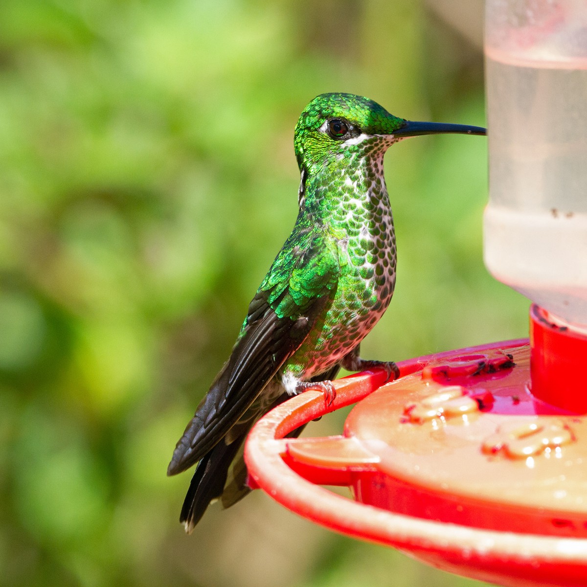 Green-crowned Brilliant - ML631309261