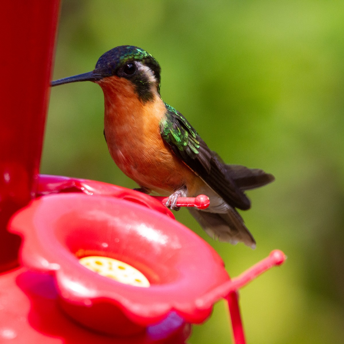 White-throated Mountain-gem - ML631309281