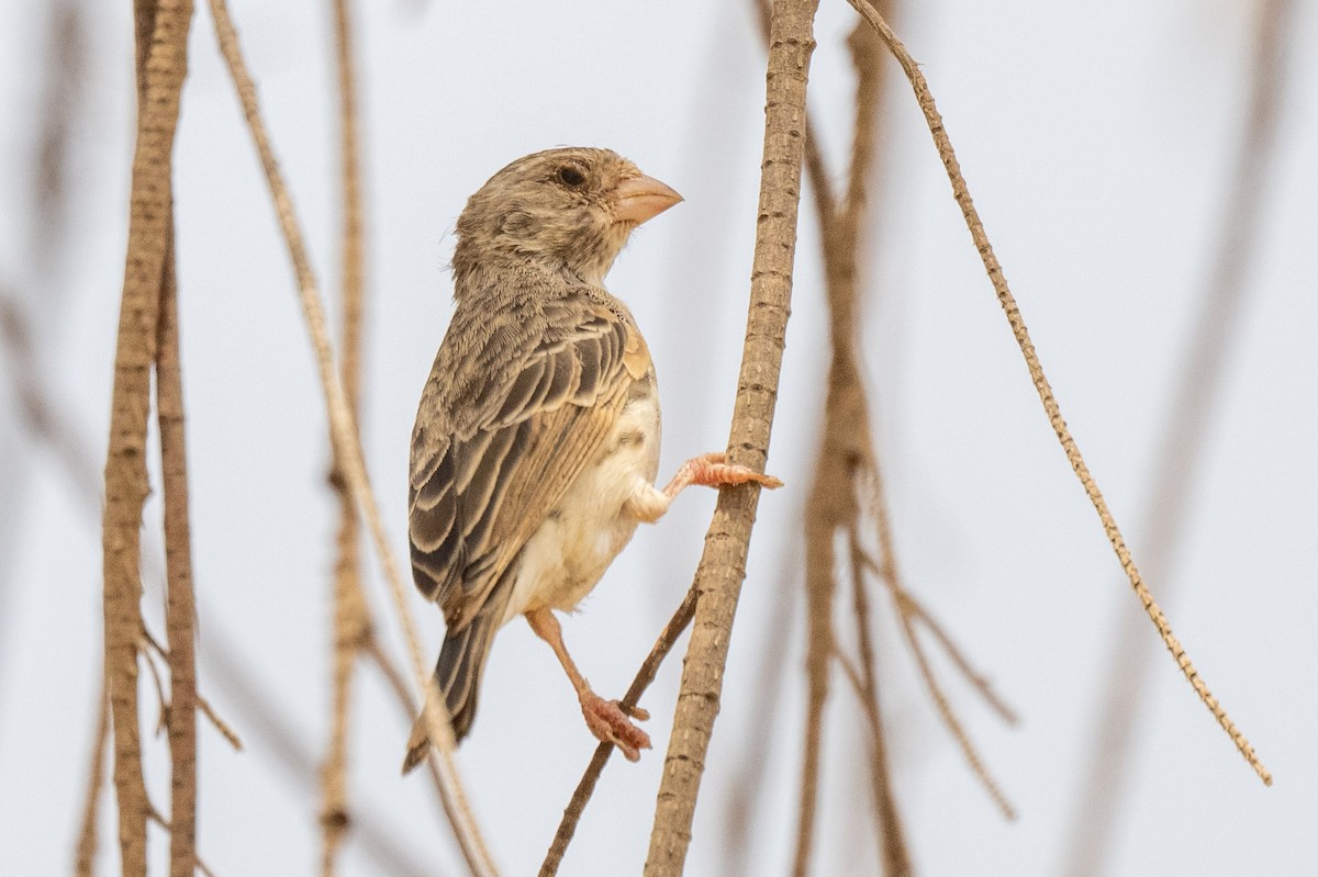 White-rumped Seedeater - ML631309289