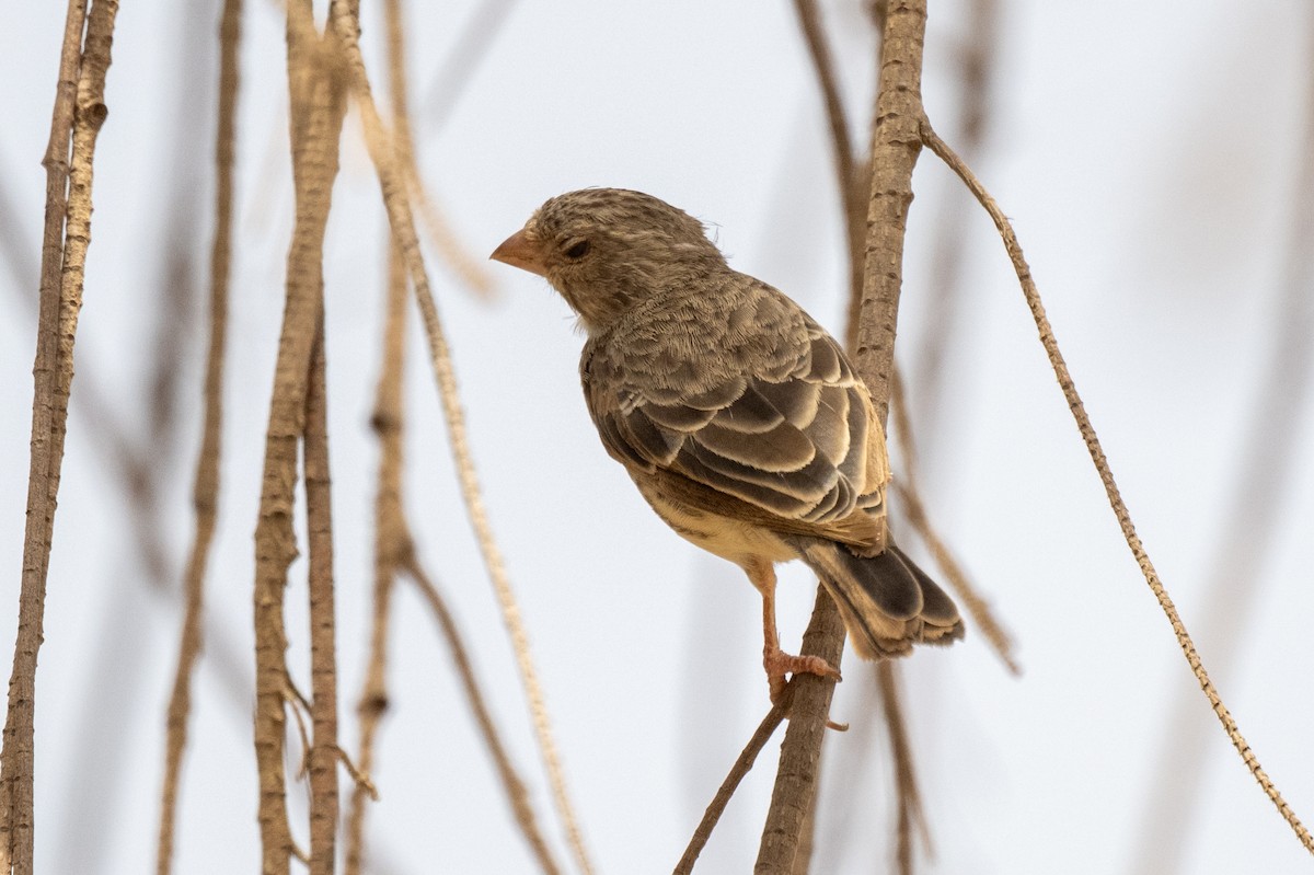 White-rumped Seedeater - ML631309290
