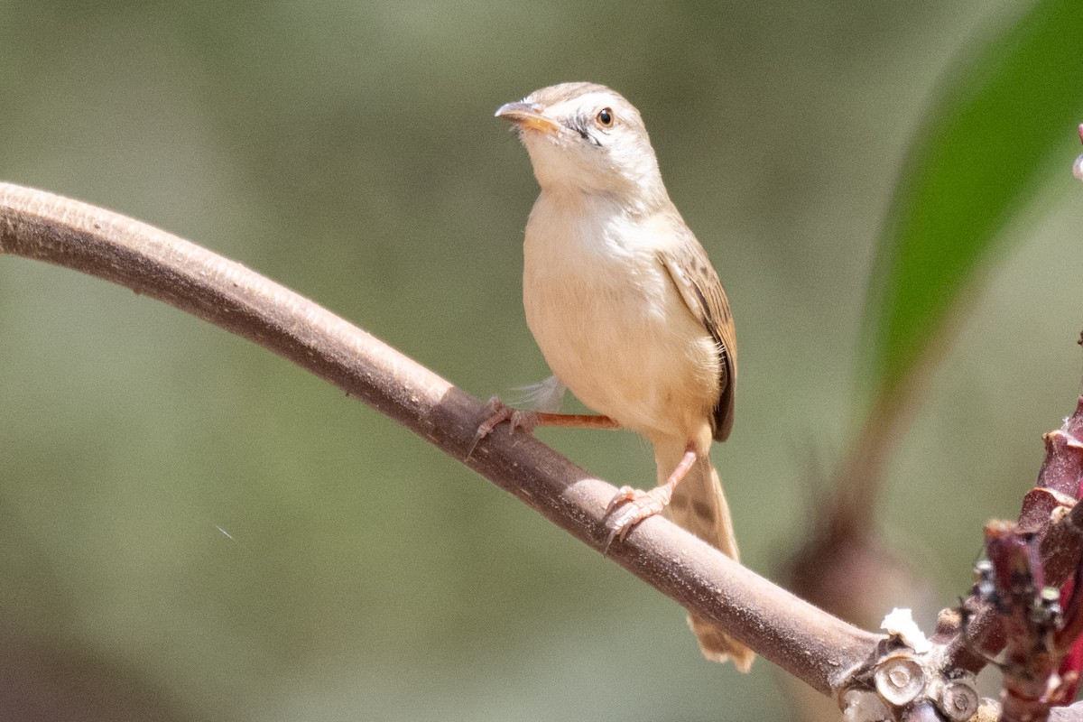 Tawny-flanked Prinia - ML631309301