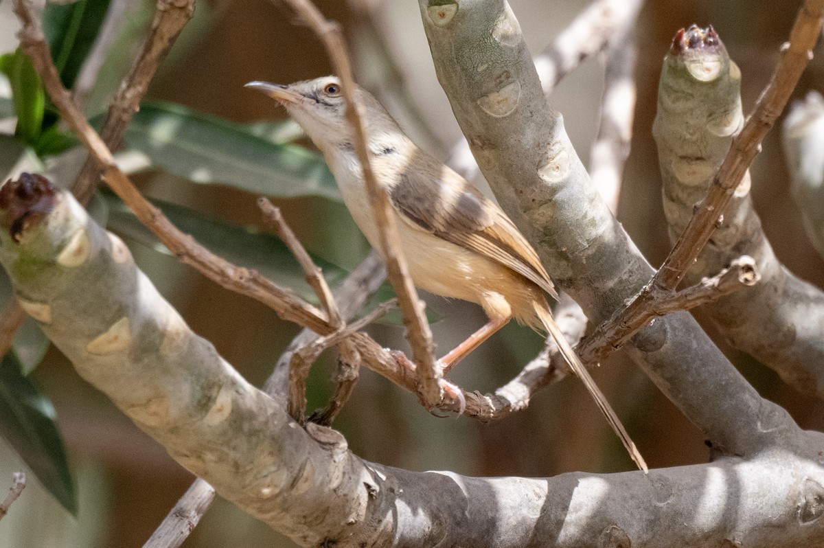 Tawny-flanked Prinia - ML631309302
