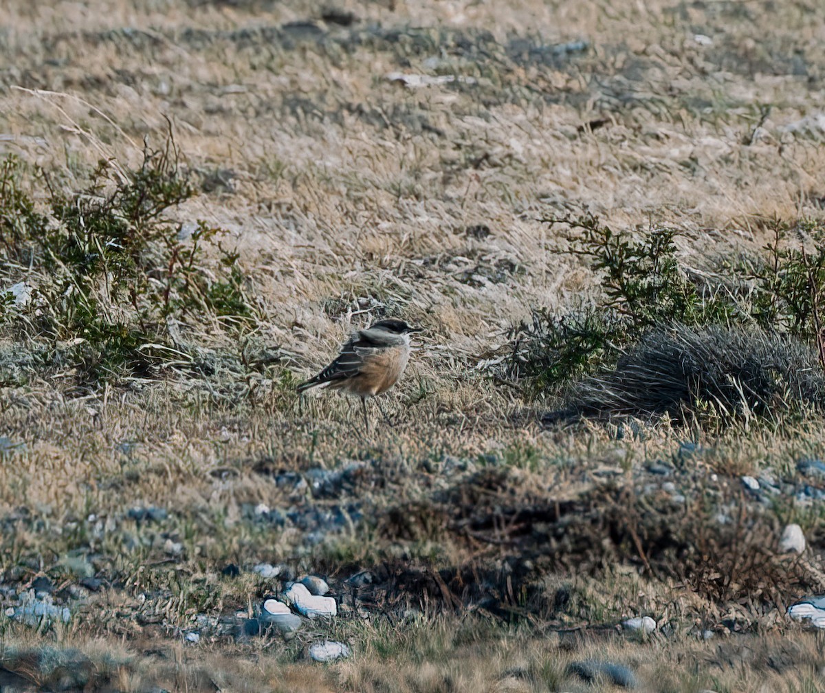 Рыжебрюхая дормилона - ML631309303