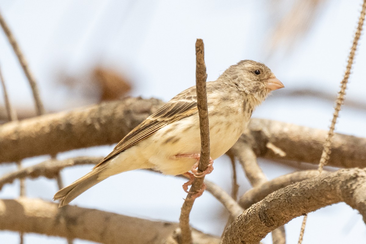 White-rumped Seedeater - ML631309305