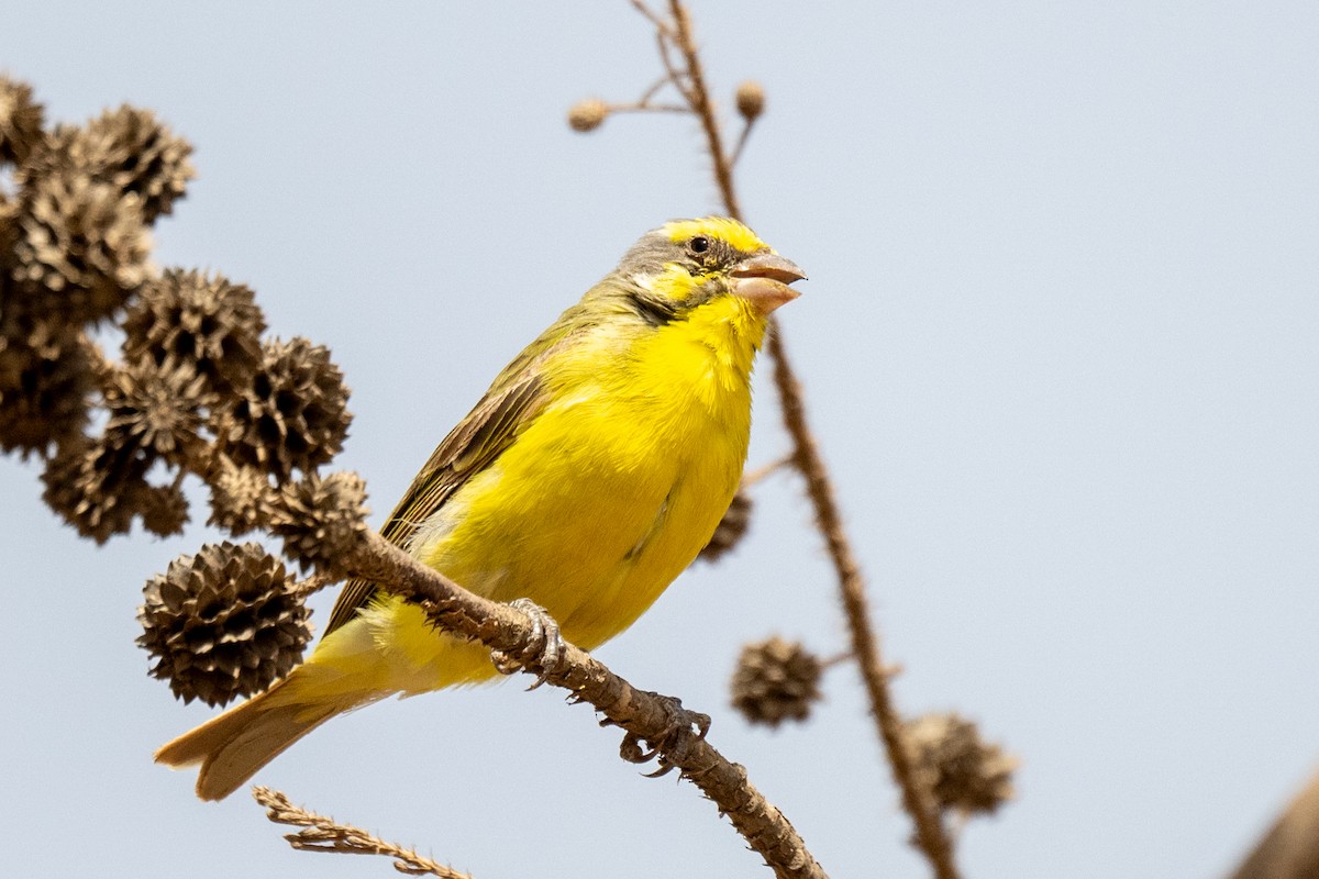Yellow-fronted Canary - ML631309314