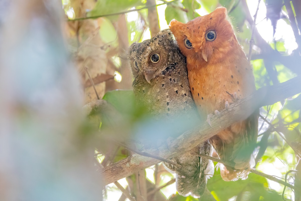 Sokoke Scops-Owl - ML631309318