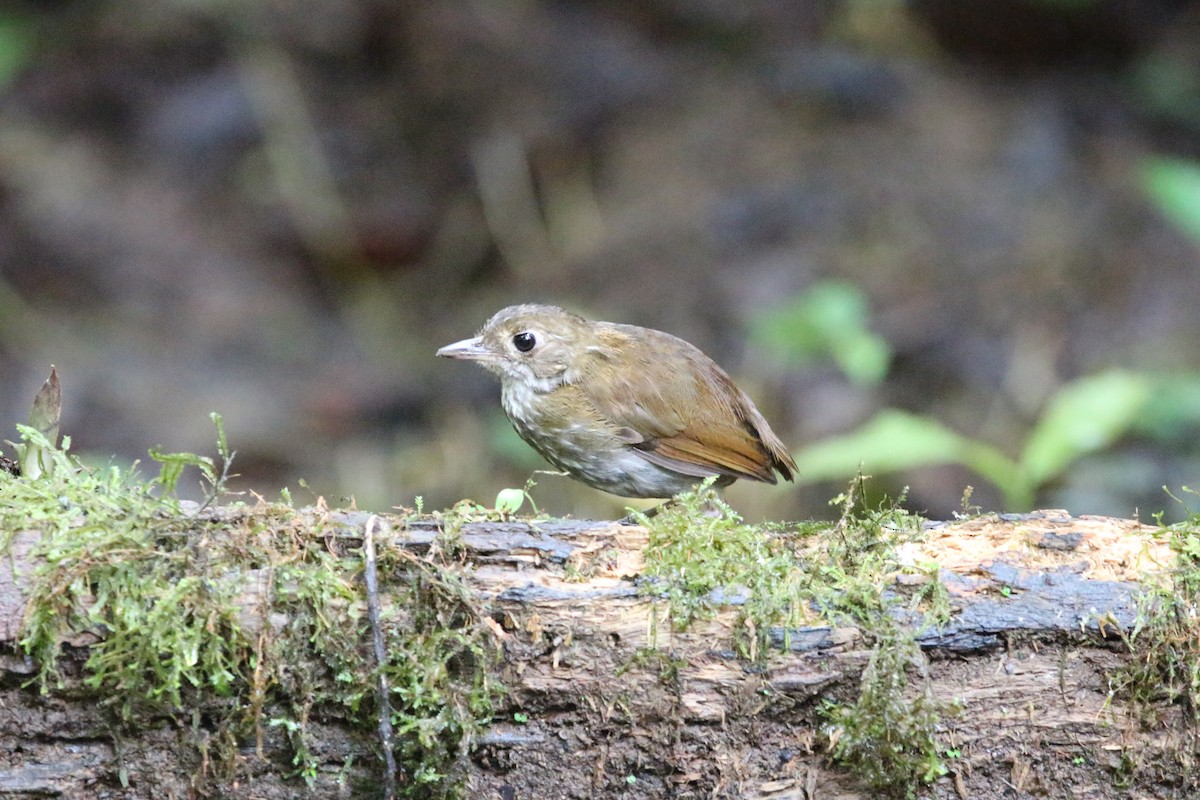 Thrush-like Antpitta - ML631309337