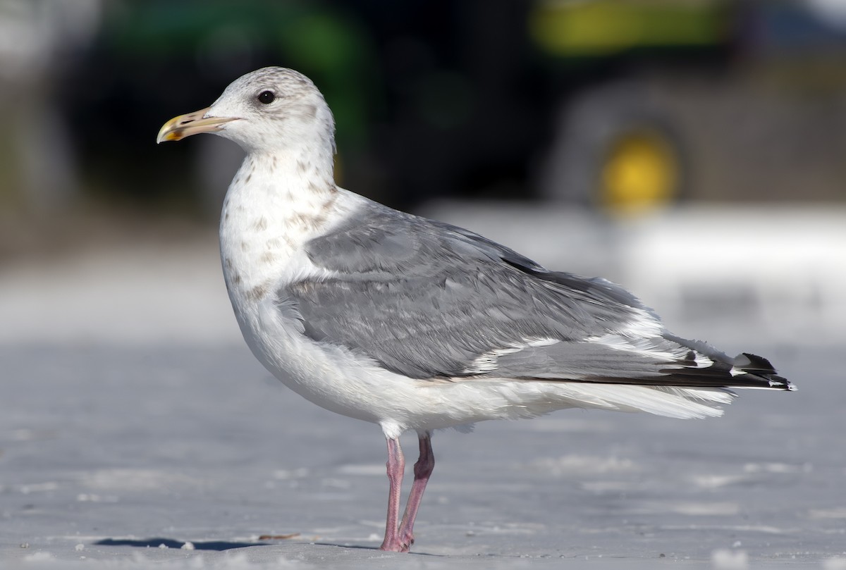 Iceland Gull - ML631309339