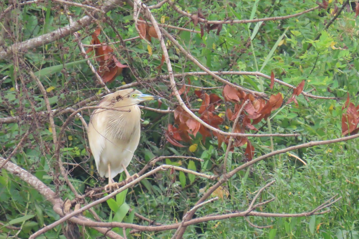 Indian Pond-Heron - ML631309355