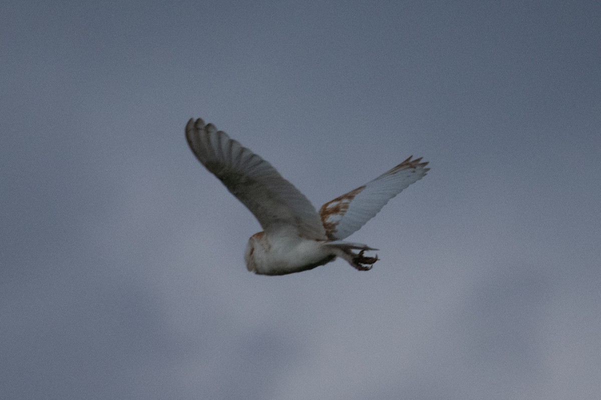 American Barn Owl (White-winged) - ML631309358