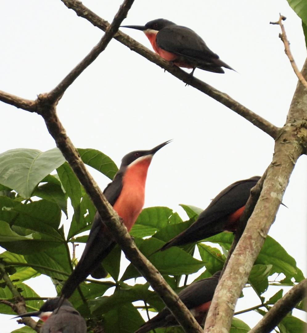 Rosy Bee-eater - ML631309400