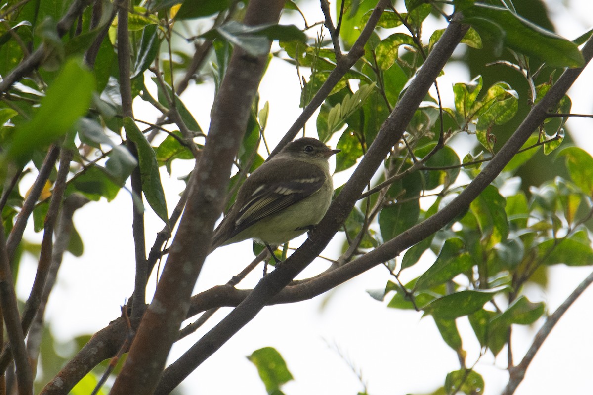 Greater Antillean Elaenia (Jamaican) - ML631309436