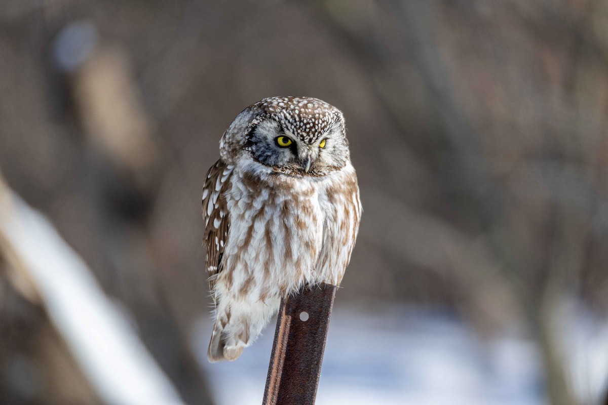 Boreal Owl - Paul Bawby