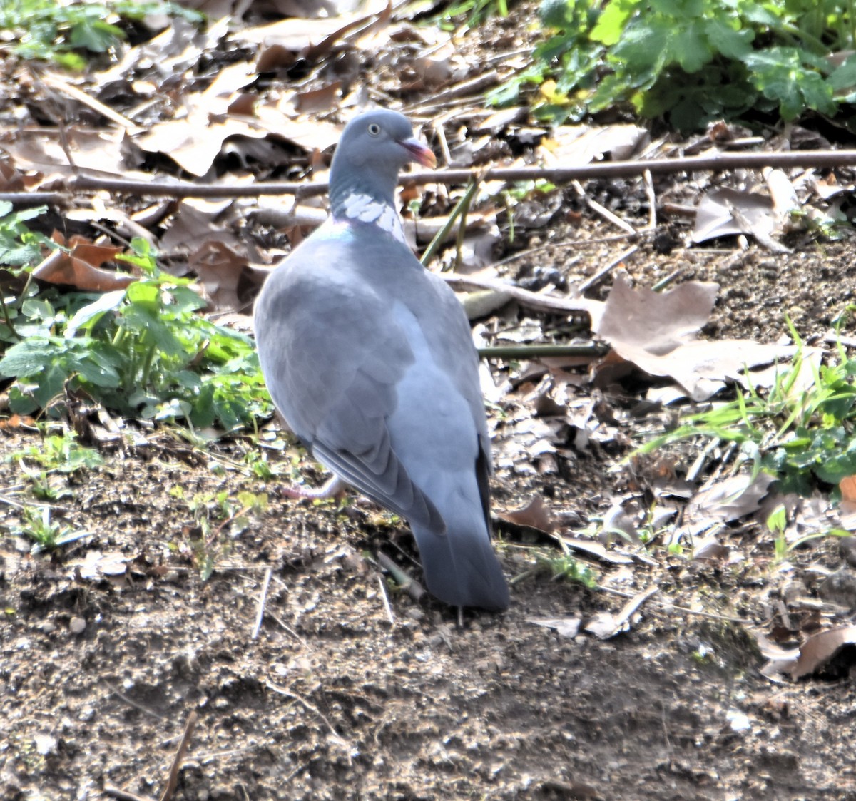 Common Wood-Pigeon - ML631309517