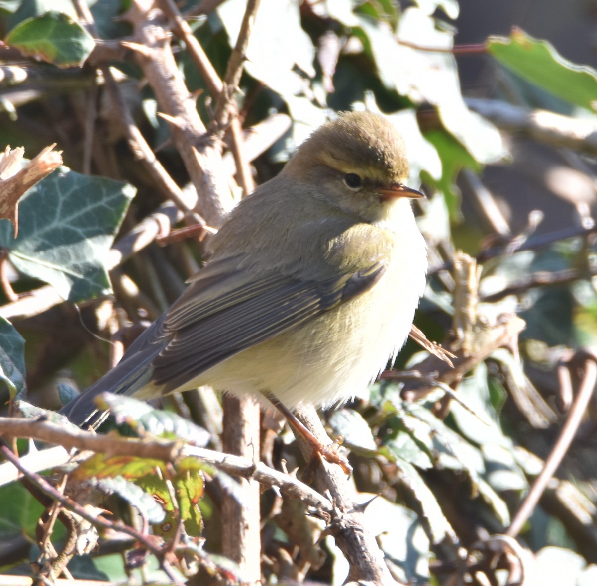 Common Chiffchaff - ML631309522