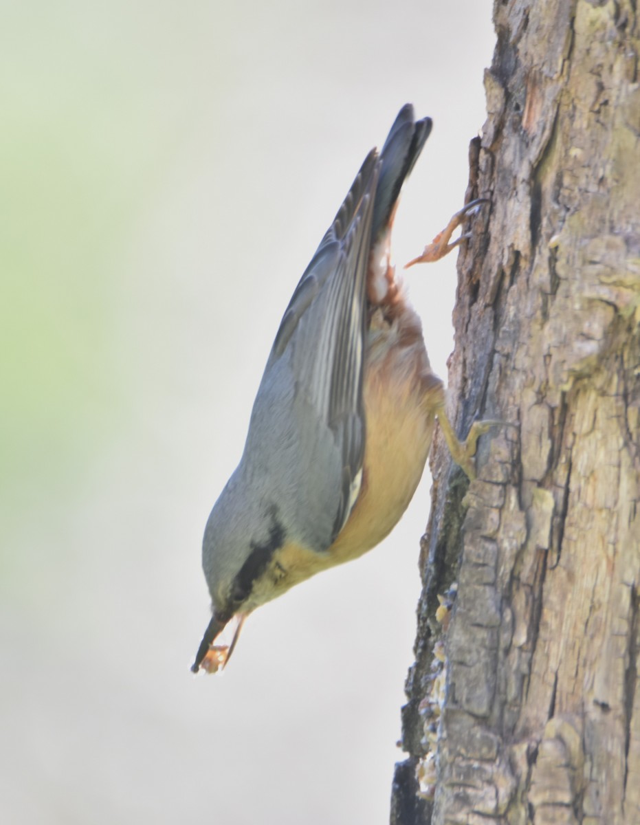Eurasian Nuthatch - ML631309526