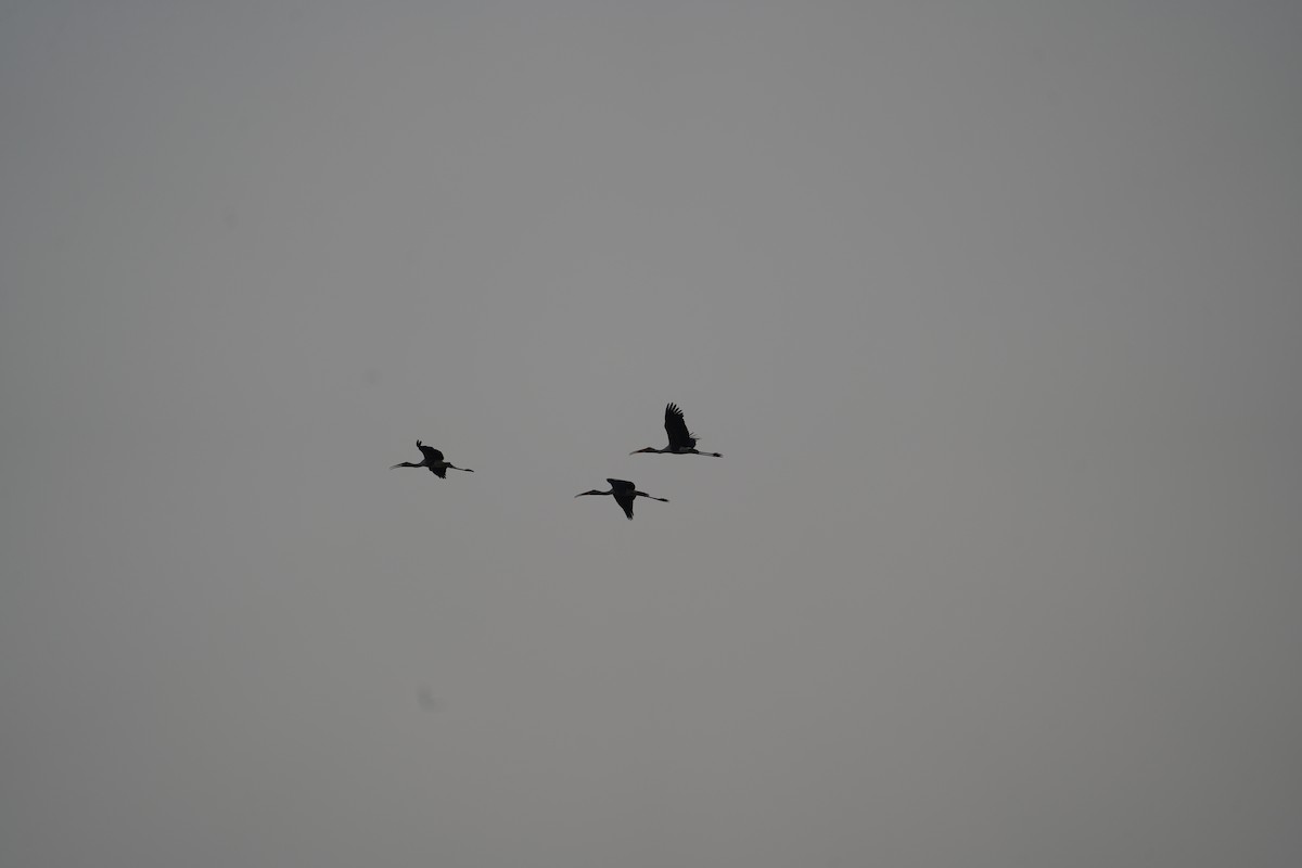 Painted Stork - ML631309550