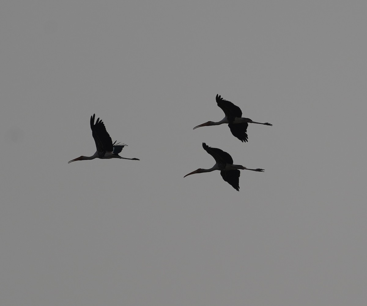 Painted Stork - ML631309551