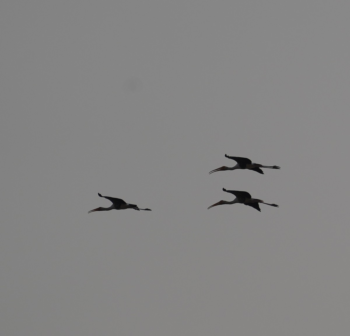 Painted Stork - ML631309552