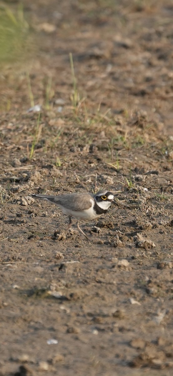 Нарийн хиазат - ML631309577