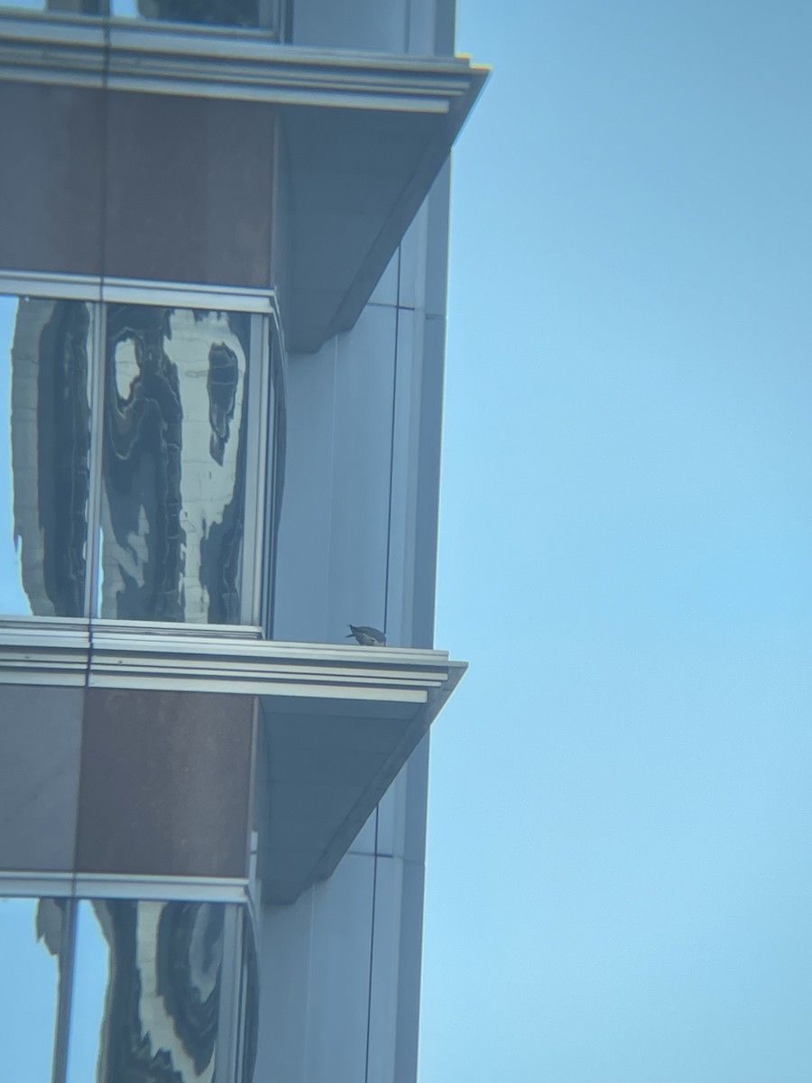 Peregrine Falcon - ML631309830