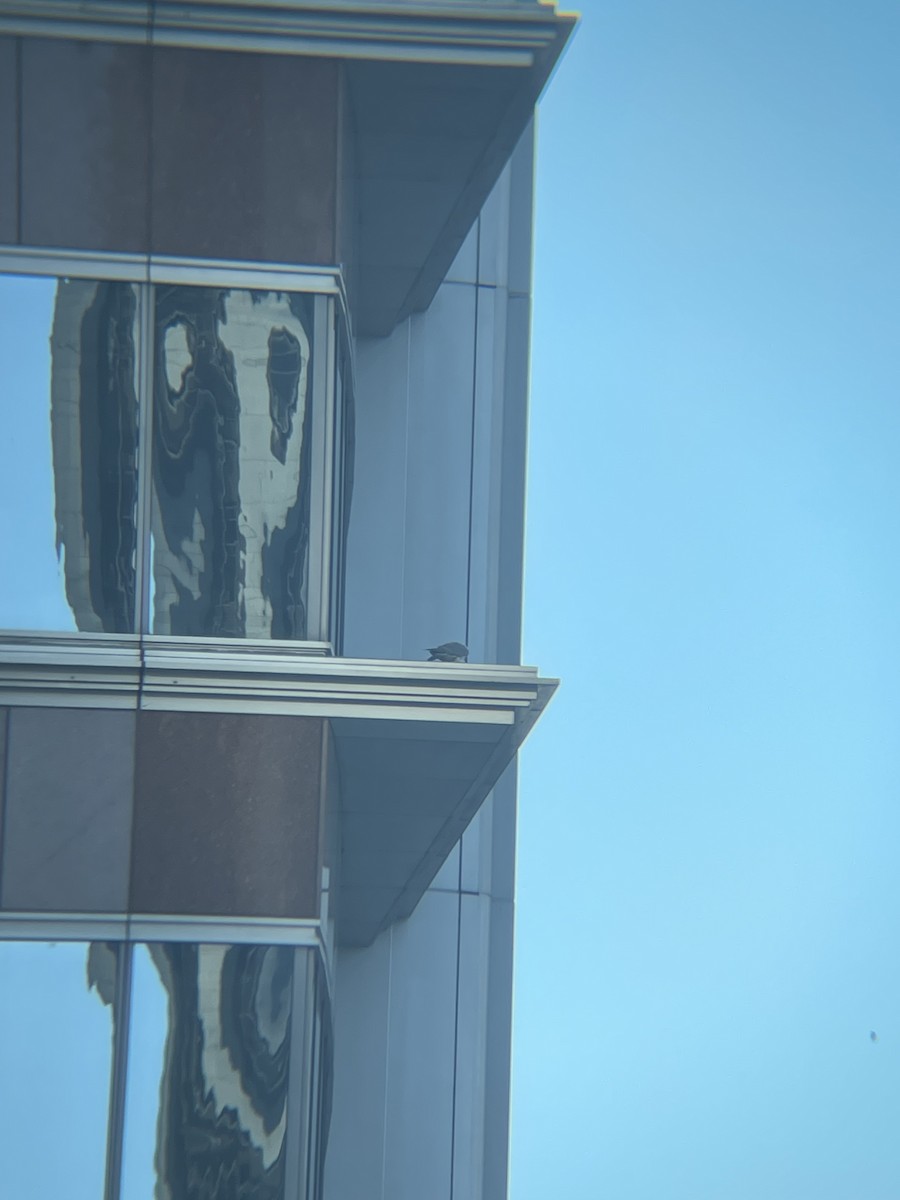 Peregrine Falcon - ML631309831