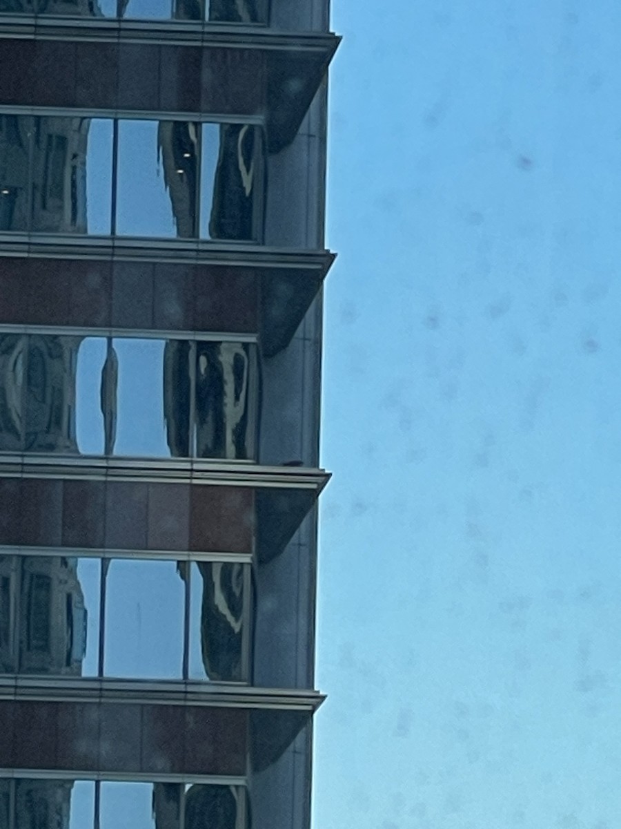 Peregrine Falcon - ML631309832