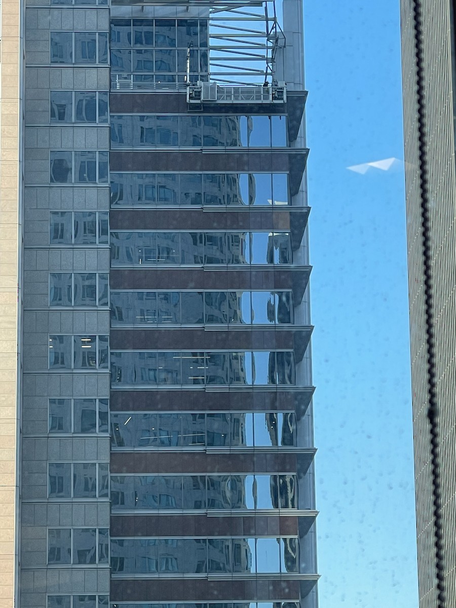 Peregrine Falcon - ML631309834