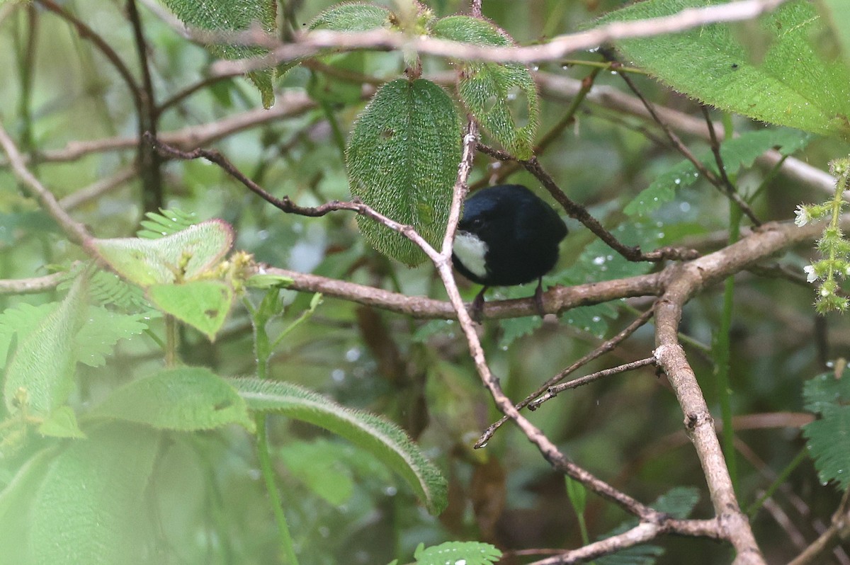 White-throated Manakin - ML631309918