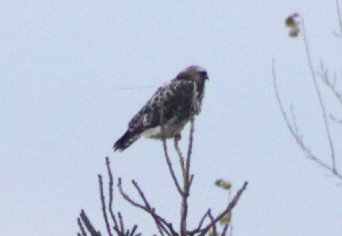 Poiana calzata - ML631309942