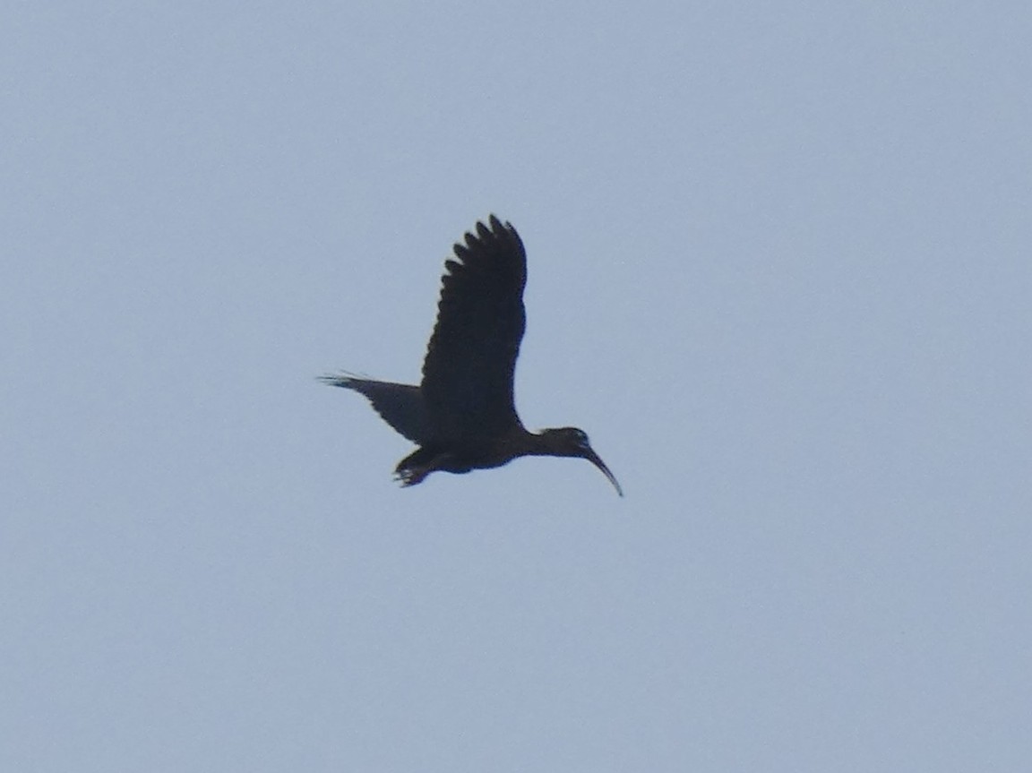 Spot-breasted Ibis - ML631309966