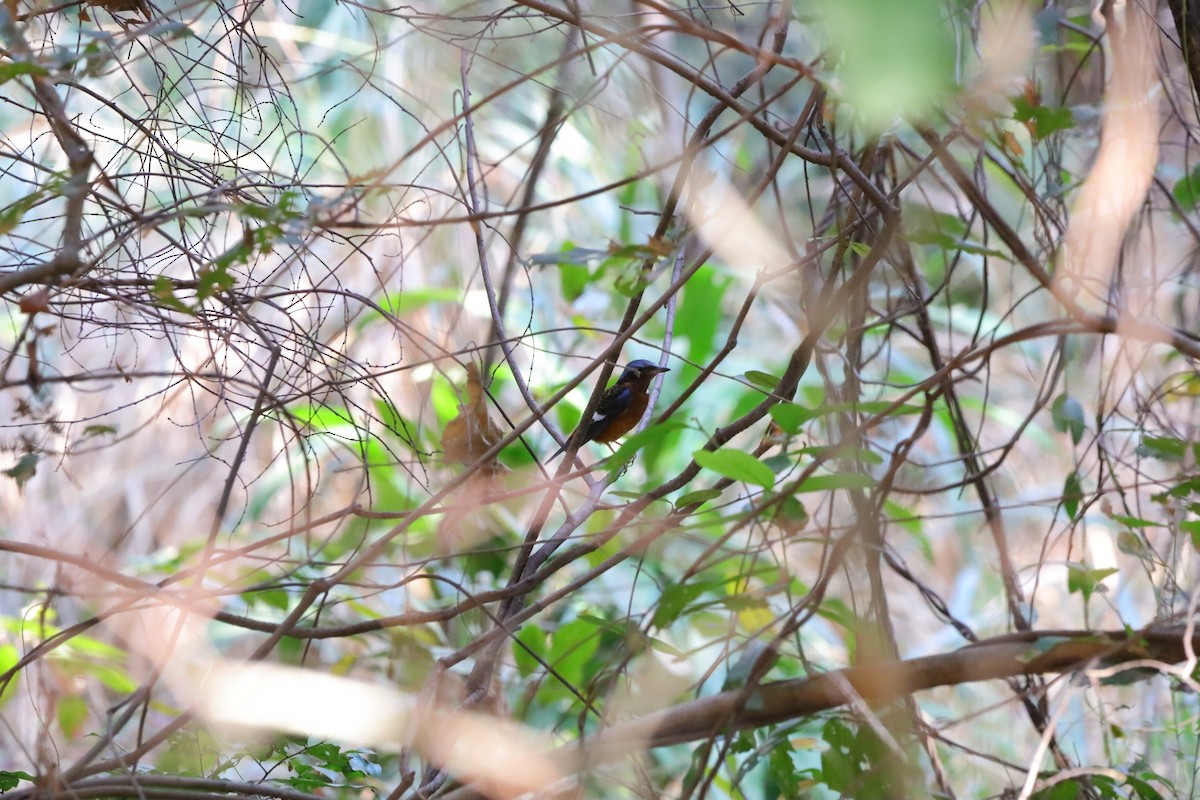 White-throated Rock-Thrush - ML631309974