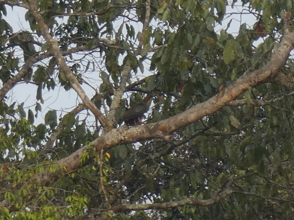 Spot-breasted Ibis - ML631309999