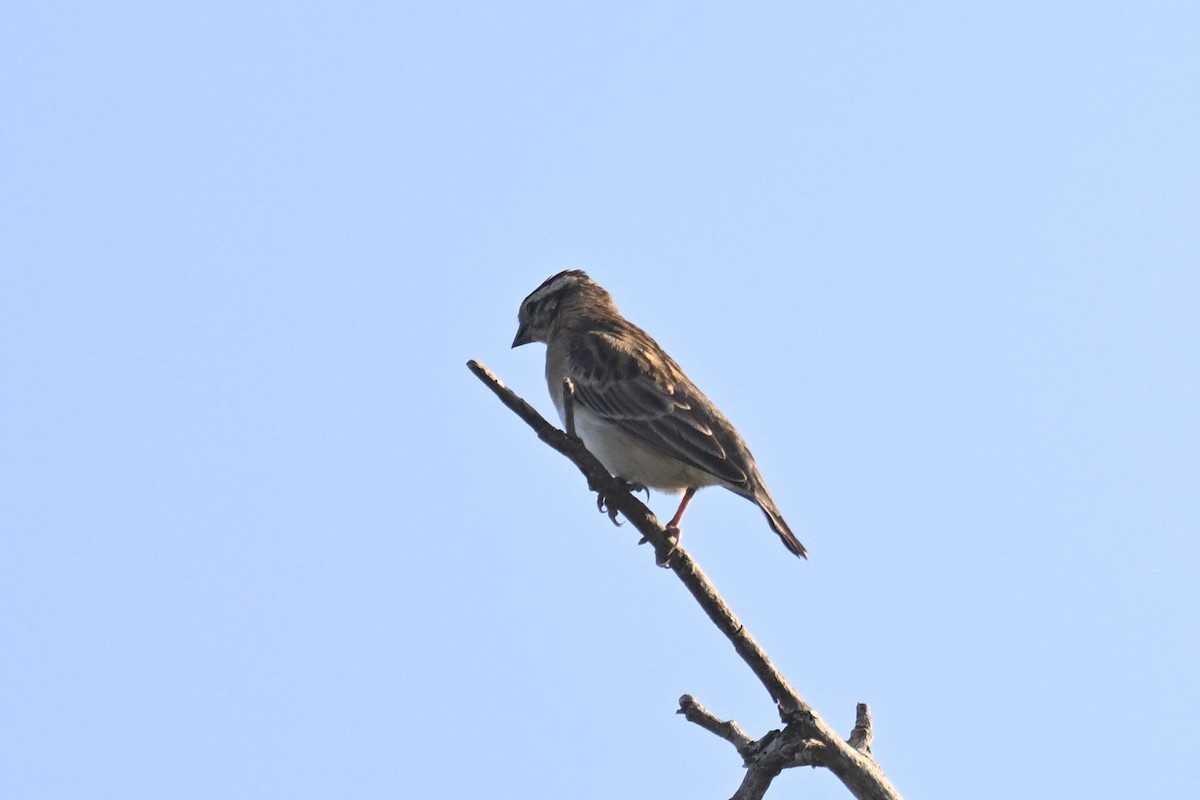 Moineau bridé - ML631310021