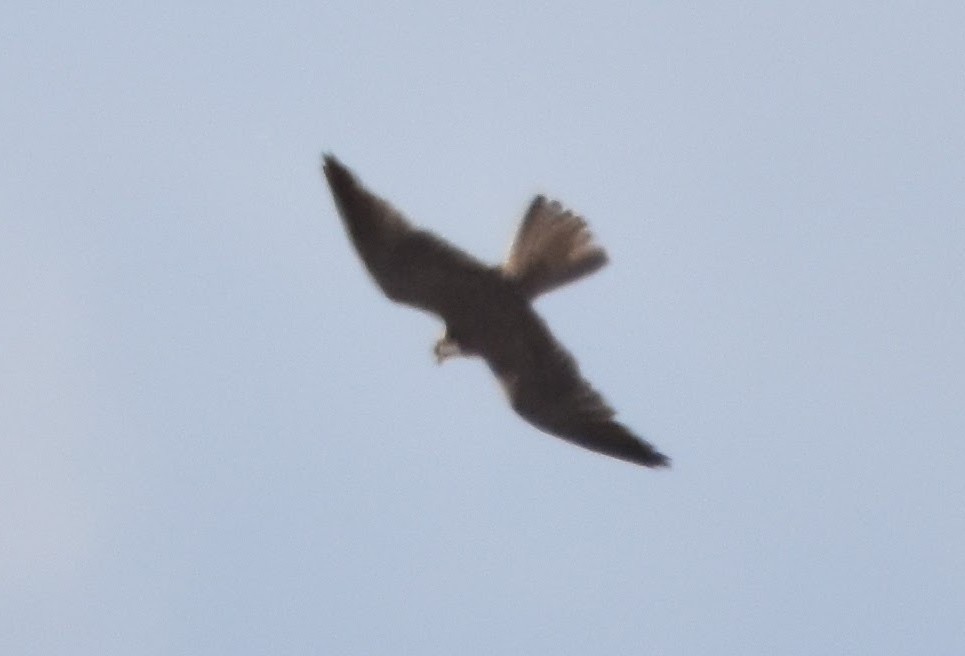 Prairie Falcon - ML631310049