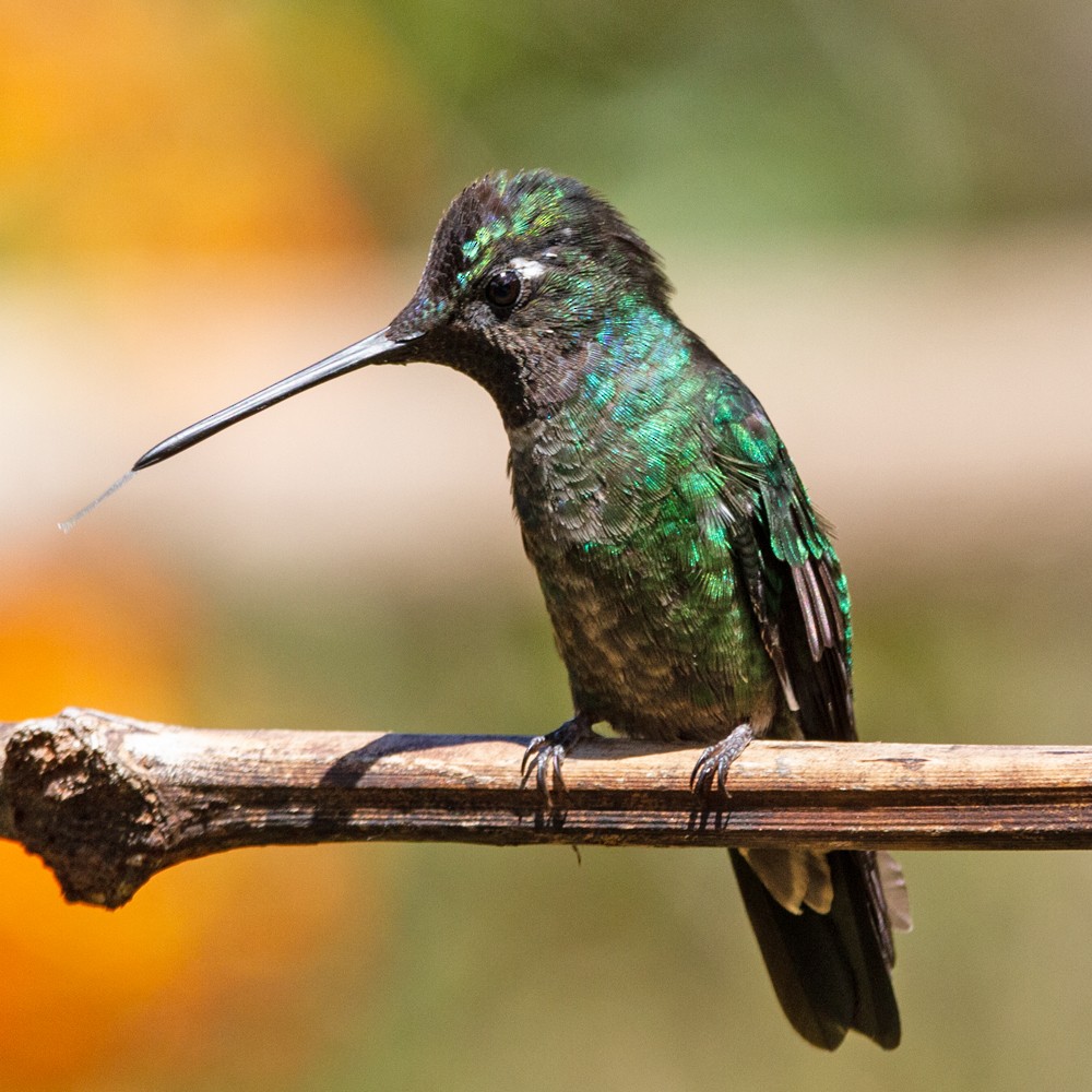 Talamanca Hummingbird - ML631310058