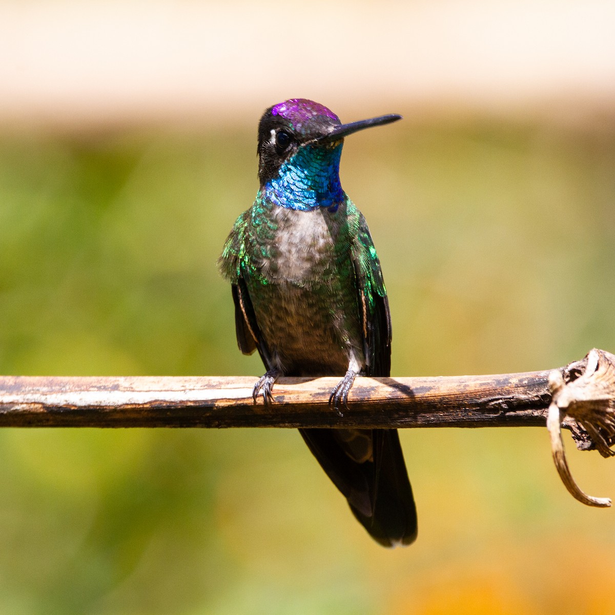 Talamanca Hummingbird - ML631310059