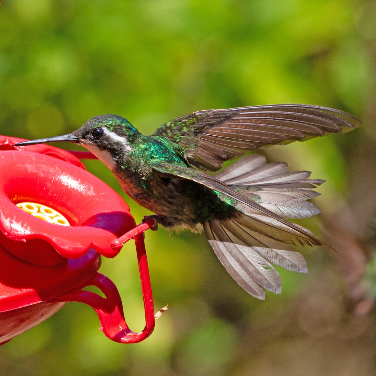 White-throated Mountain-gem - ML631310079