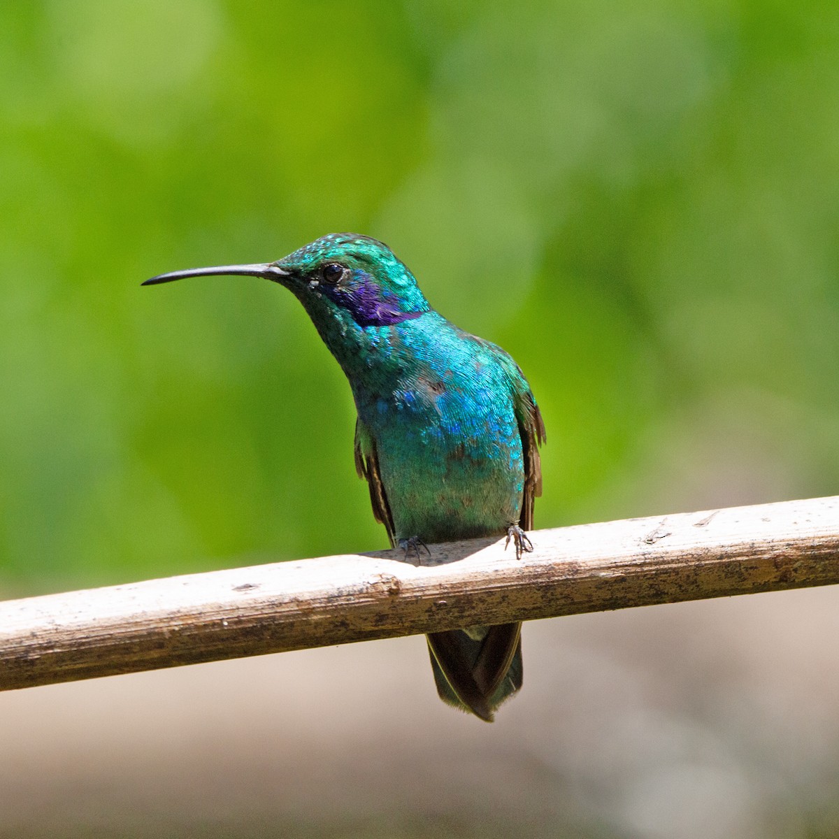 Lesser Violetear - ML631310085