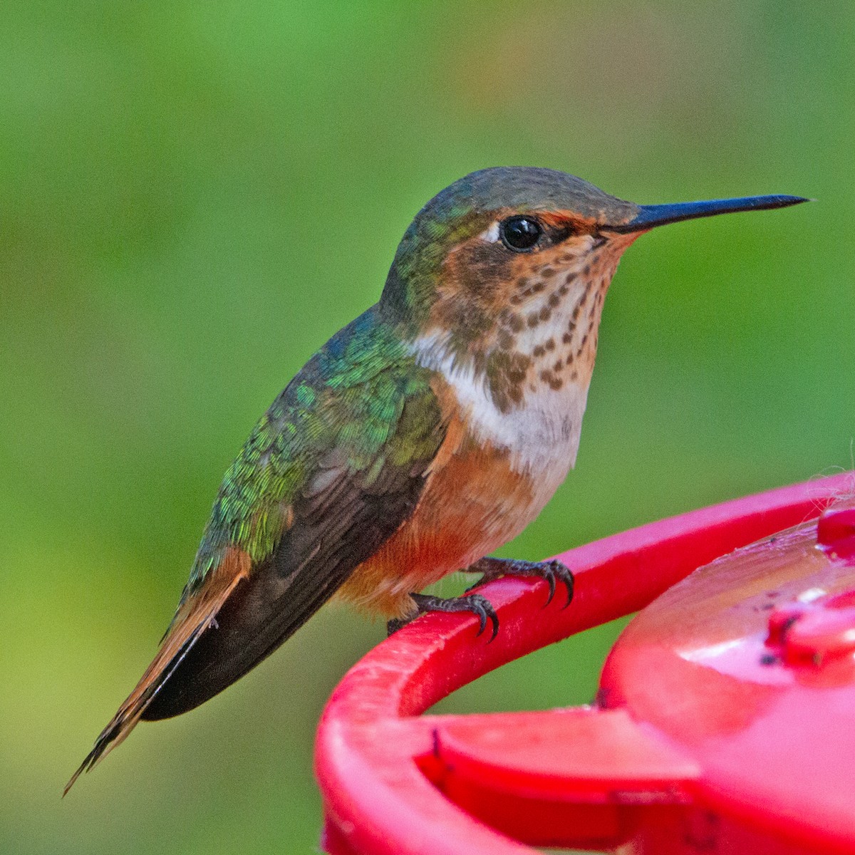 Scintillant Hummingbird - ML631310090