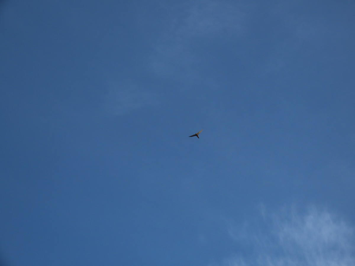 Pallid Swift - ML631310156